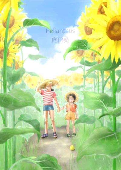 Helianthus 向日葵
