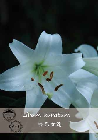 Lilium Auratum No Otome Tachi