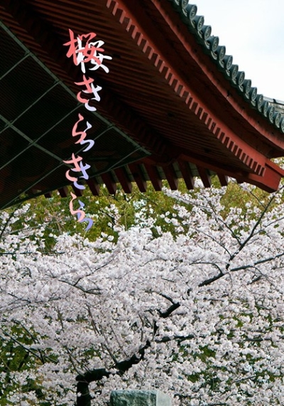 Sakura Sarasara