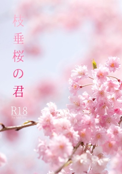 枝垂桜の君