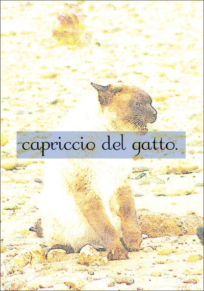 Capriccio Del Gatto.