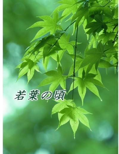 若葉の頃