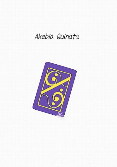 Akebia Quinata